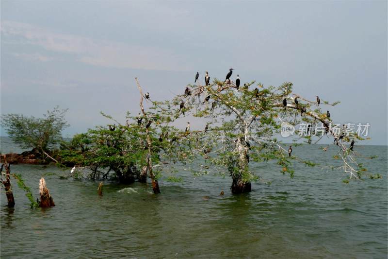 乌干达维多利亚湖