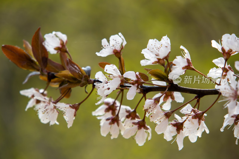 春天枝头绽放的白色鲜花紫叶李