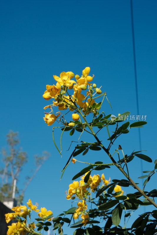 蓝天背景下的黄色花卉油菜花