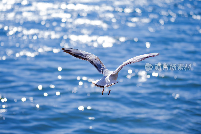 昆明滇池海面上海鸥飞过 蔚蓝滇池 红嘴鸥