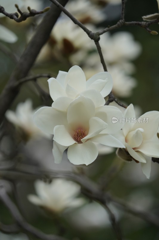 盛开的玉兰花特写