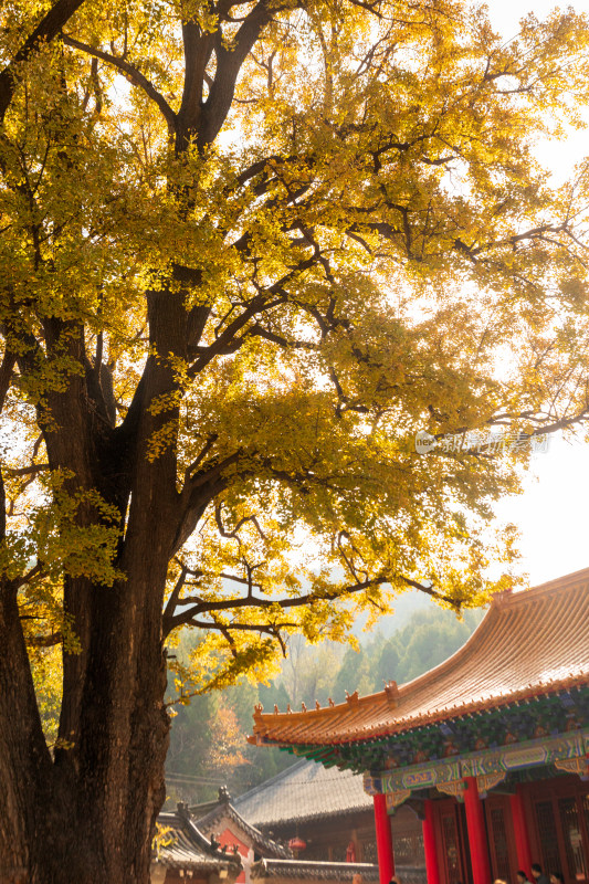 山东济南淌豆寺秋天黄色千年银杏树叶美景