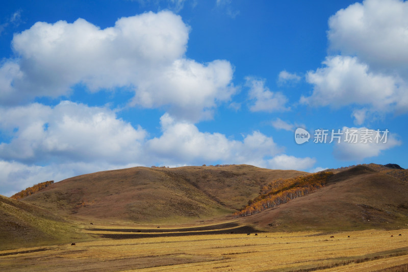 秋天坝上草原牧场白桦林自然风光