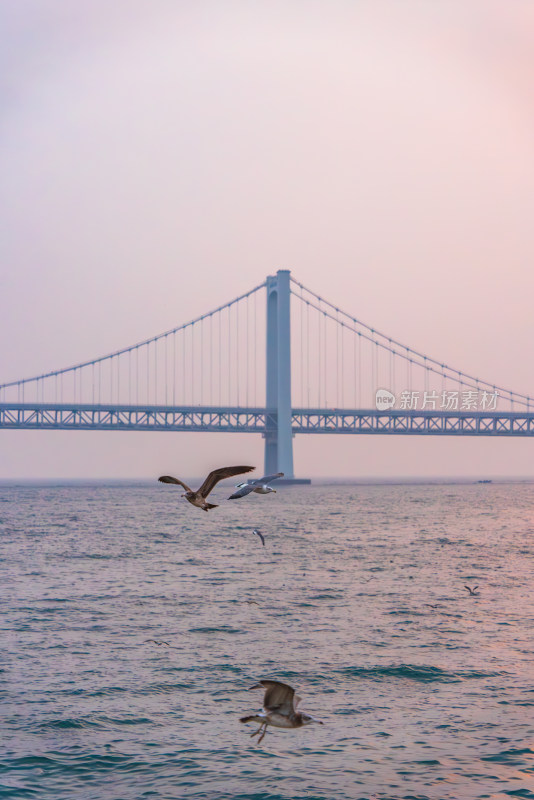 海上大桥远景，海鸟飞翔的壮阔景象