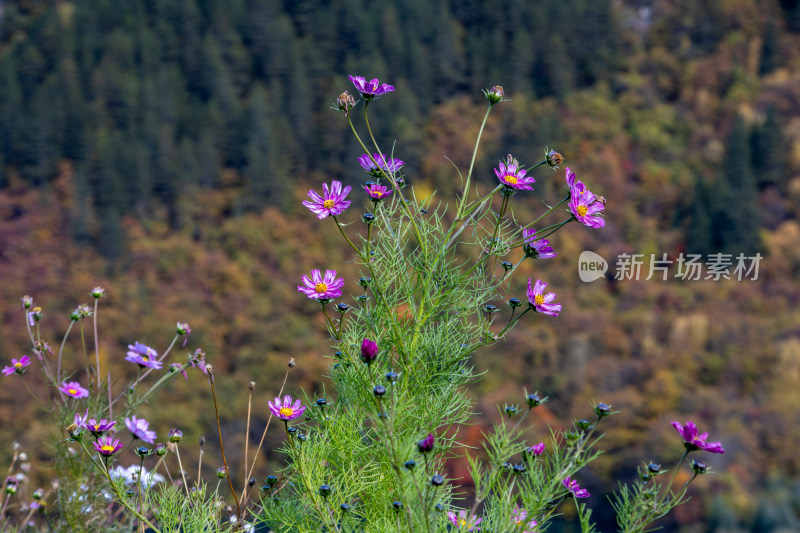 秋日山野里的紫色格桑花