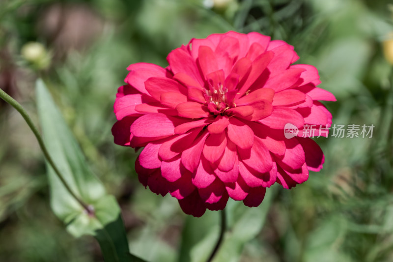 花坛中，盛开的百日菊特写