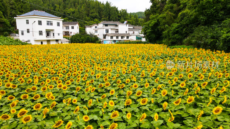 美丽田野田园太阳花葵花花朵向日葵航拍