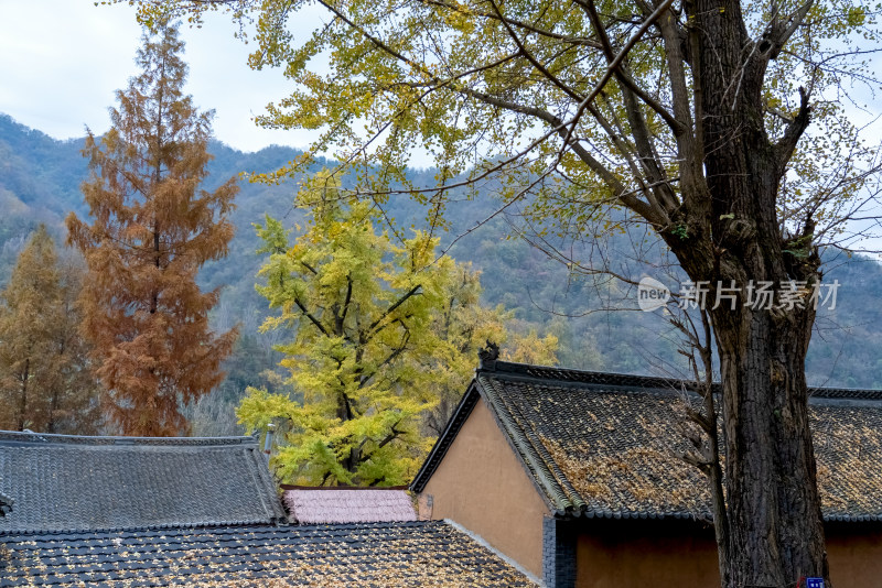 故乡老家房屋秋天银杏