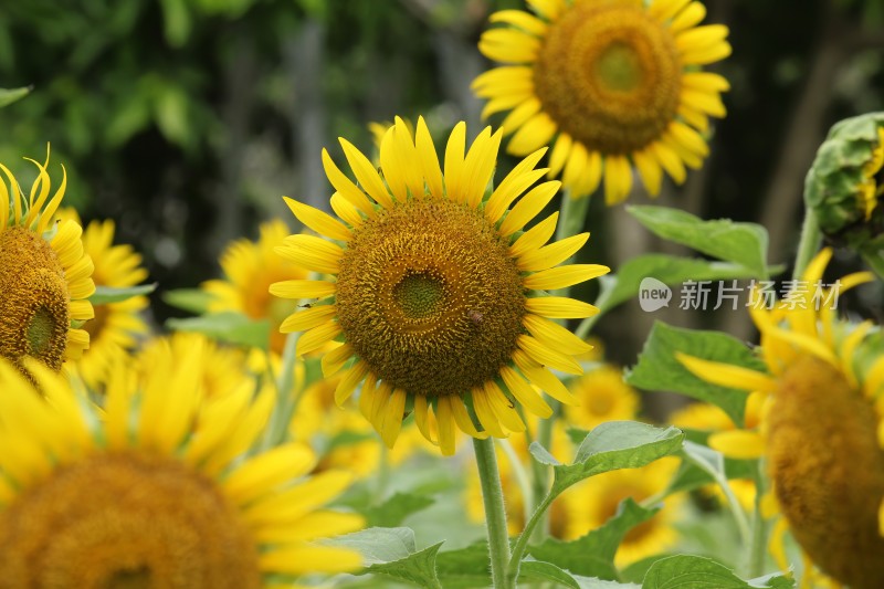 大片向日葵花田绿叶黄花生机勃勃