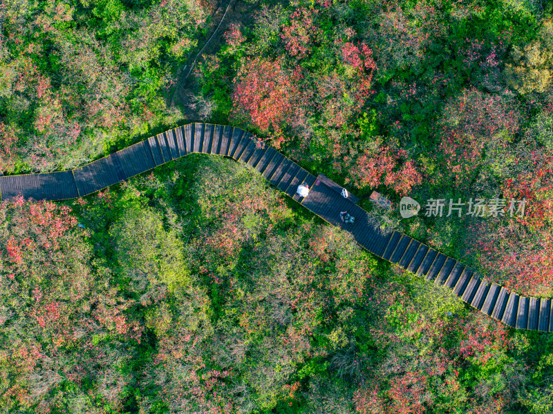 长沙市浏阳大围山杜鹃花海风光