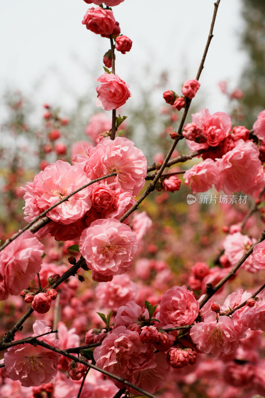 北京四得公园桃花树桃花