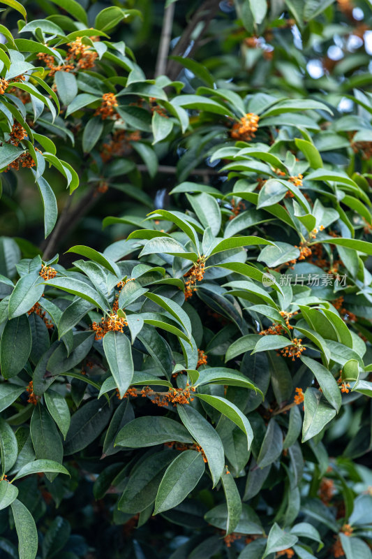 桂花树、桂花