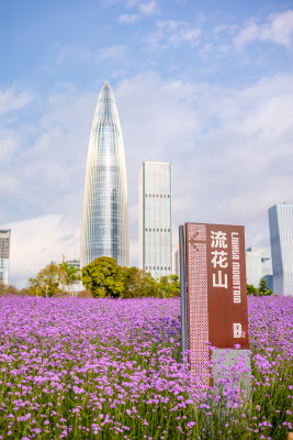 马鞭草花海