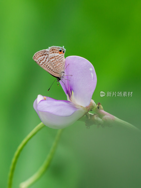 蝴蝶微距生态摄影