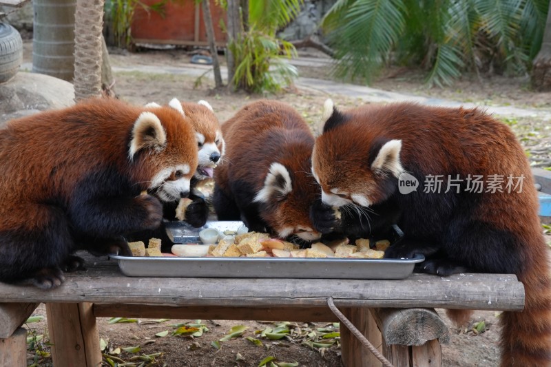 小熊猫围坐进食场景