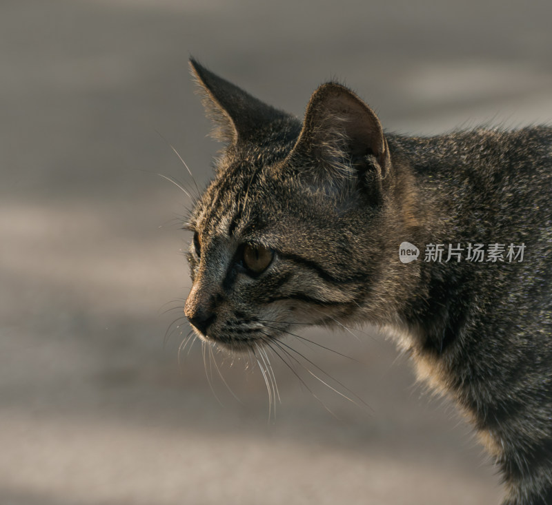 户外的狸花猫