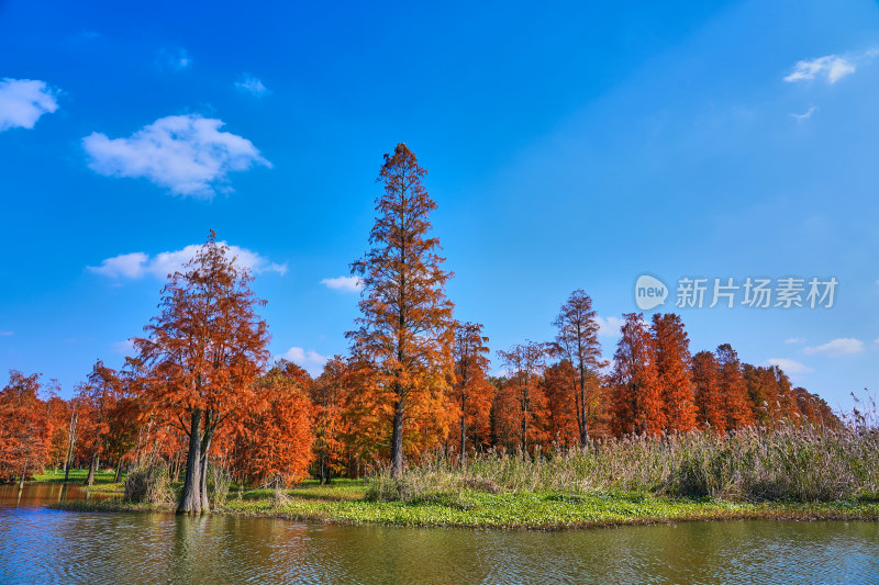 上海青西郊野公园