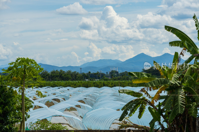 山间田野的塑料大棚种植园全景