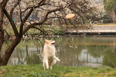 在草地上玩飞盘的边境牧羊犬