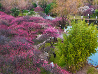 长沙橘子洲梅园梅花