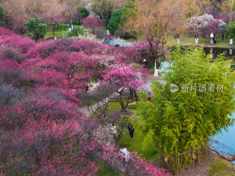 长沙橘子洲梅园梅花