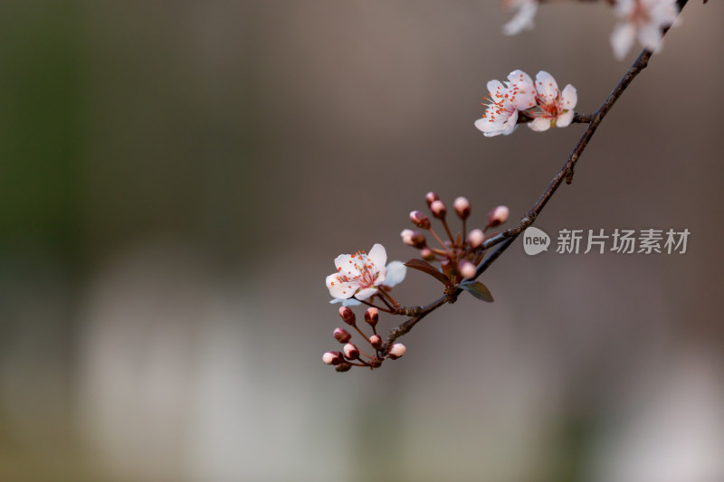 杭州钱塘江畔绽放的粉色李花特写