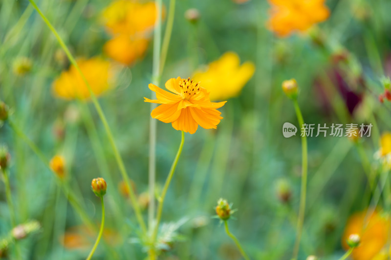 橙色波斯菊花田