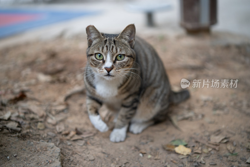 蹲坐的狸花猫