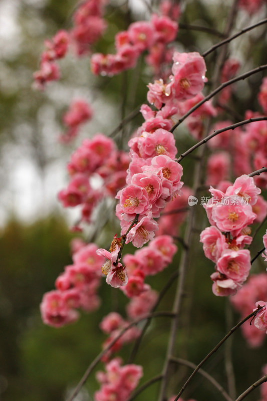 春雨后的梅花