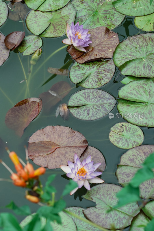 北京国家植物园睡莲