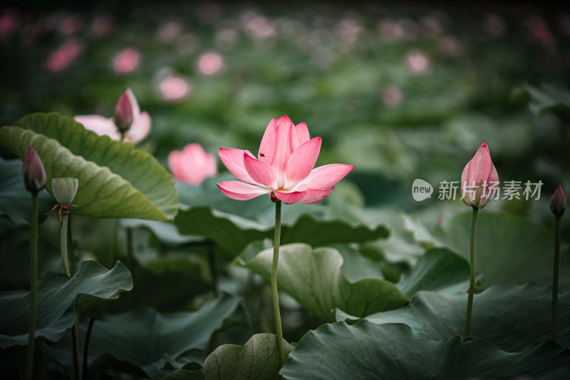 雨后荷花