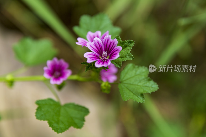 蔬菜园花花草草