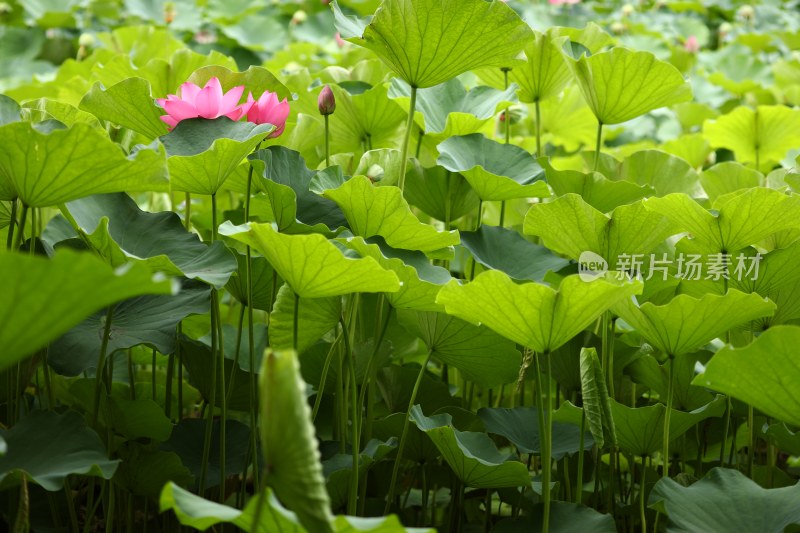 荷花莲花莲池荷花