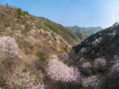 杭州淳安富文乡雪坑村山野樱花山谷航拍