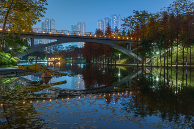 佛山千灯湖南海活水公园落羽杉林夜景