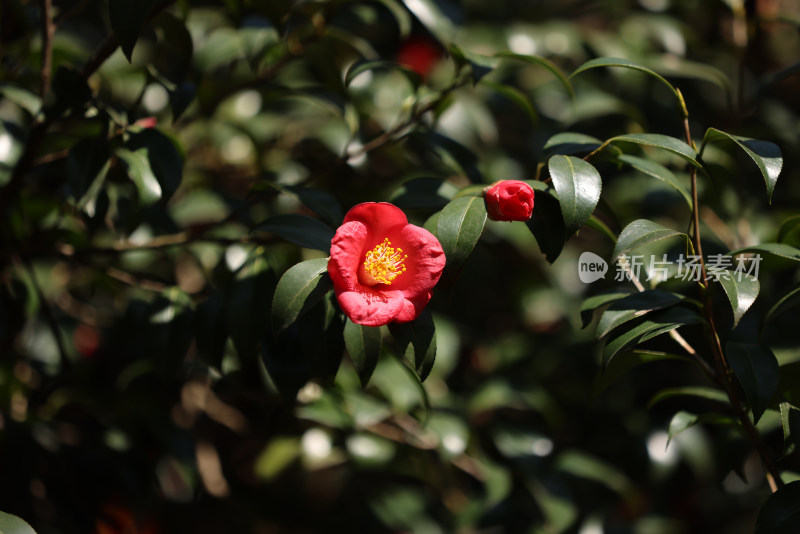 杭州西湖花港观鱼的红色山茶花