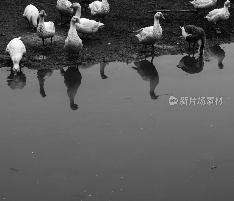 湖边的鸭子