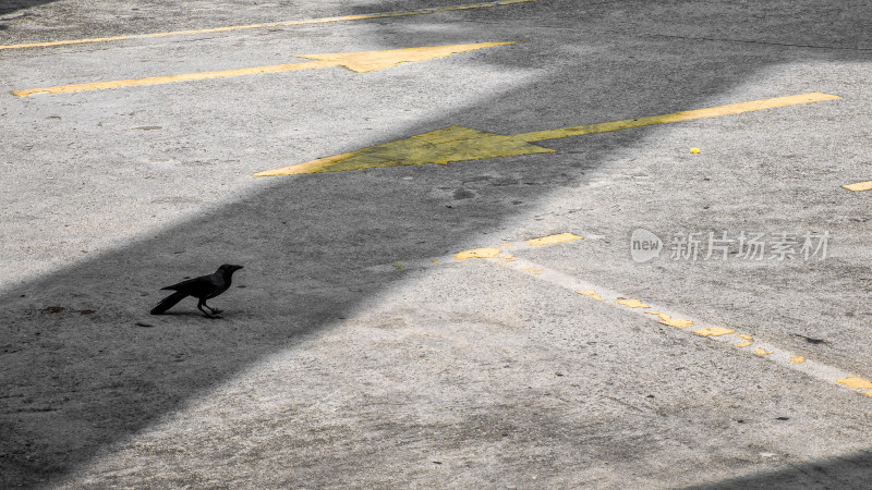 水泥路与鸟