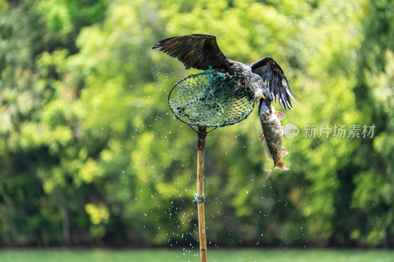 鸬鹚捕鱼瞬间
