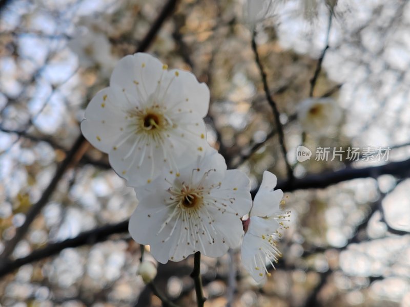 树枝上盛开的白色梅花特写