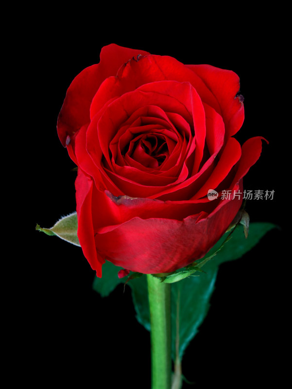 一朵红色玫瑰花的特写