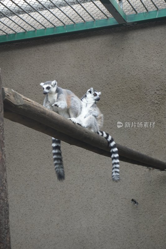 环尾狐猴坐栖于木杆上