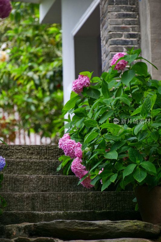 雨天清新植物特写