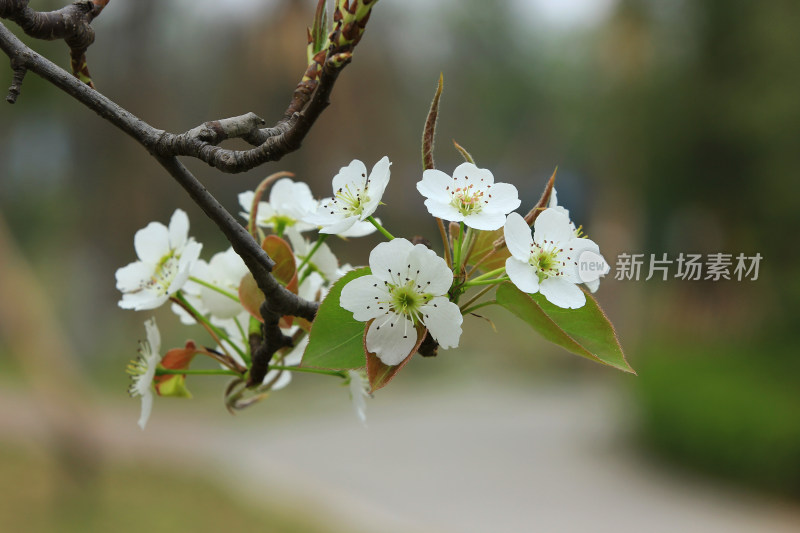 梨花 春天 白色