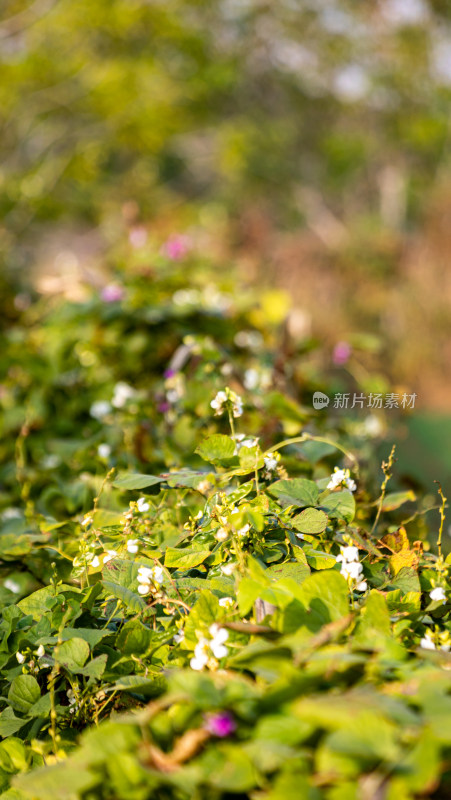 户外绿色植物特写