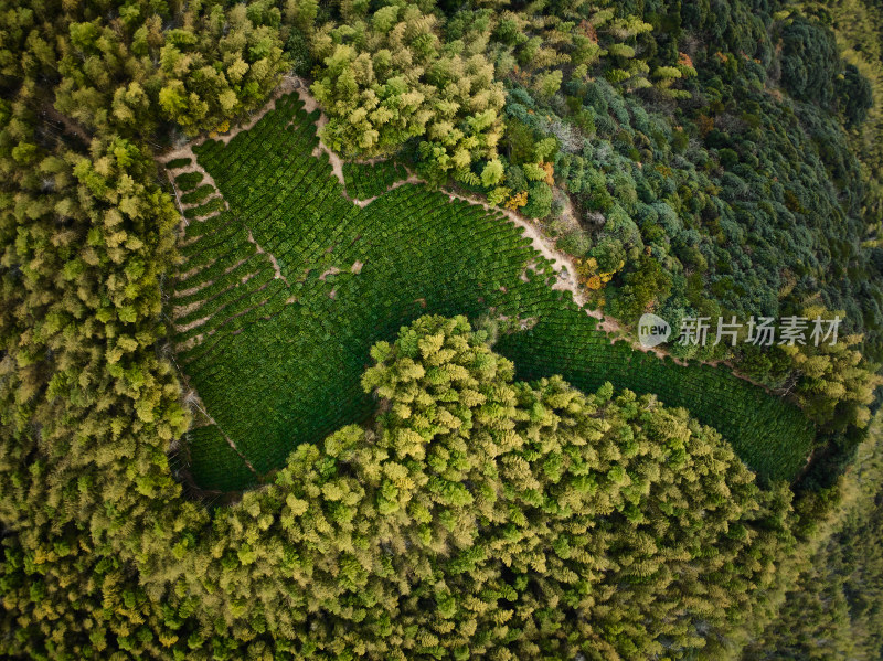 竹林中的茶园