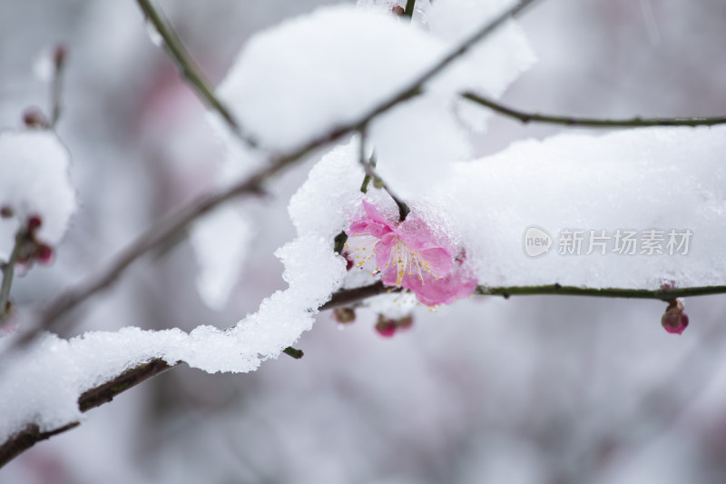 下雪天红梅花盛开