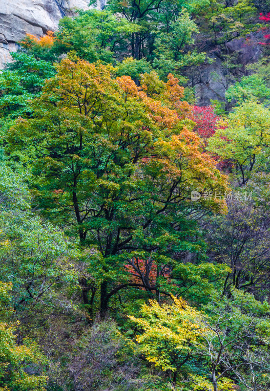 河南省洛阳白云山秋天风景