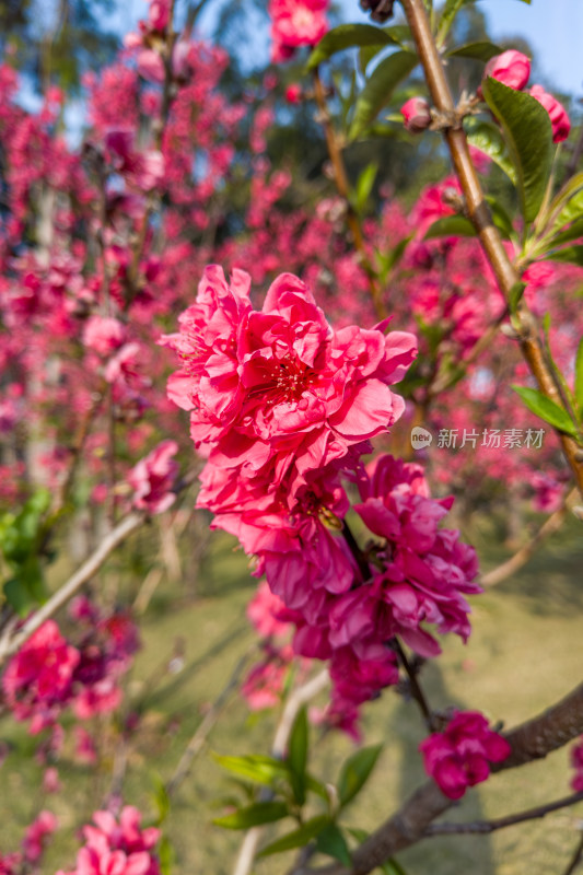 盛开的粉色桃花特写