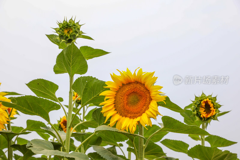 一大片成熟的向日葵葵花